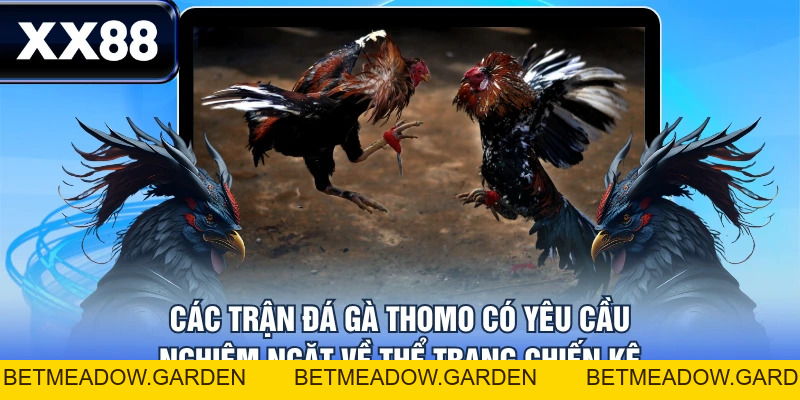 Luật Chơi Đá Gà Thomo Chi Tiết Từ A - Z Cho Tân Thủ - betmeadow