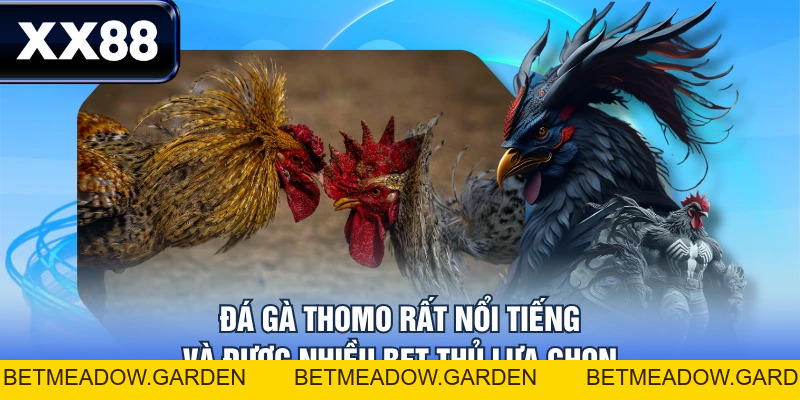 Luật Chơi Đá Gà Thomo Chi Tiết Từ A - Z Cho Tân Thủ - betmeadow