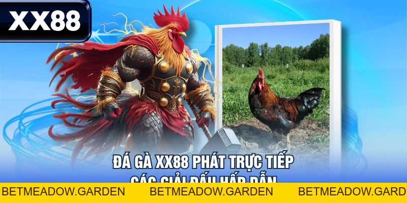 Đá Gà XX88 - Trải Nghiệm Dịch Vụ Đa Dạng, Nhận Quà Hấp Dẫn - betmeadow