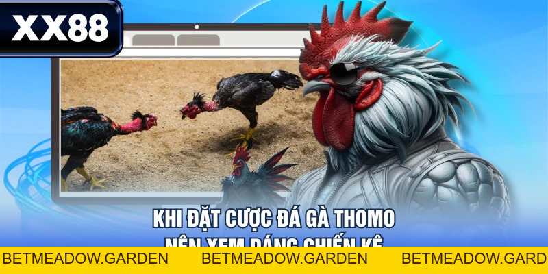 Luật Chơi Đá Gà Thomo Chi Tiết Từ A - Z Cho Tân Thủ - betmeadow