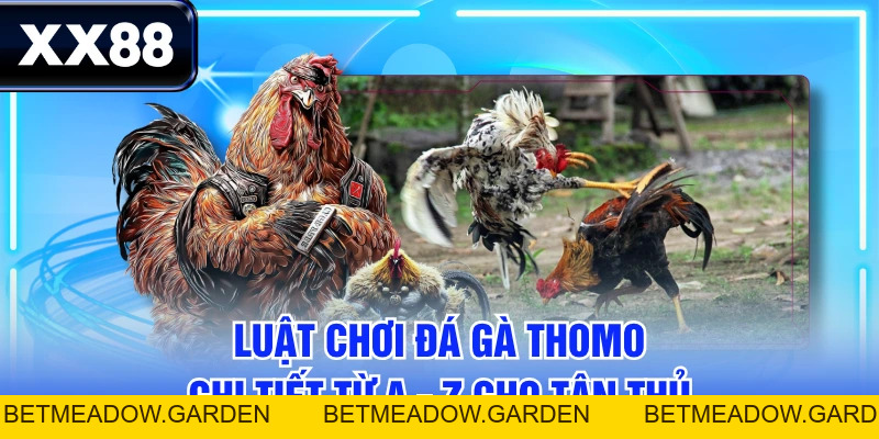 Luật Chơi Đá Gà Thomo Chi Tiết Từ A - Z Cho Tân Thủ - betmeadow